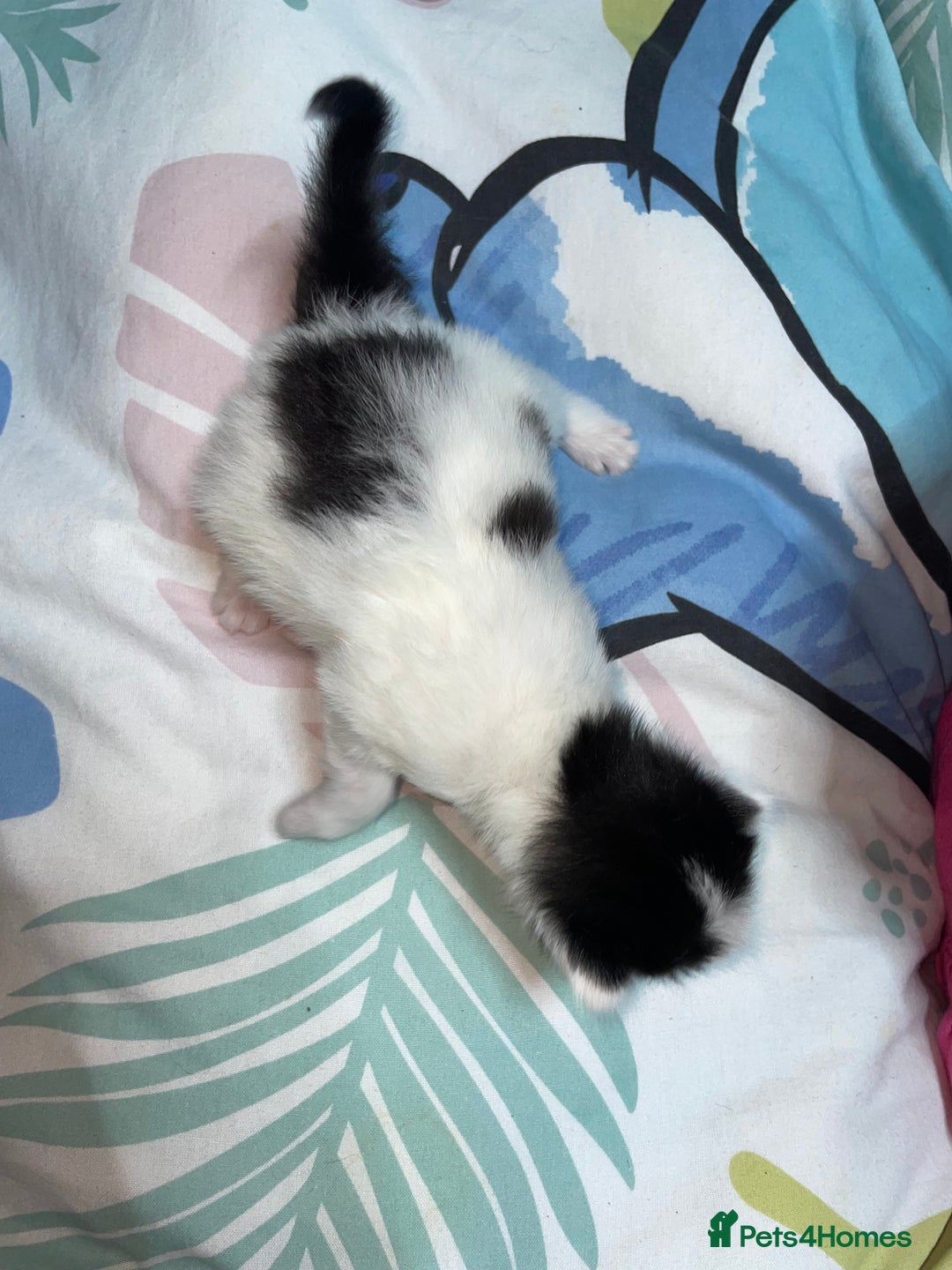 Mixed Breed cats for sale: Beautiful female kittens - Advert 12