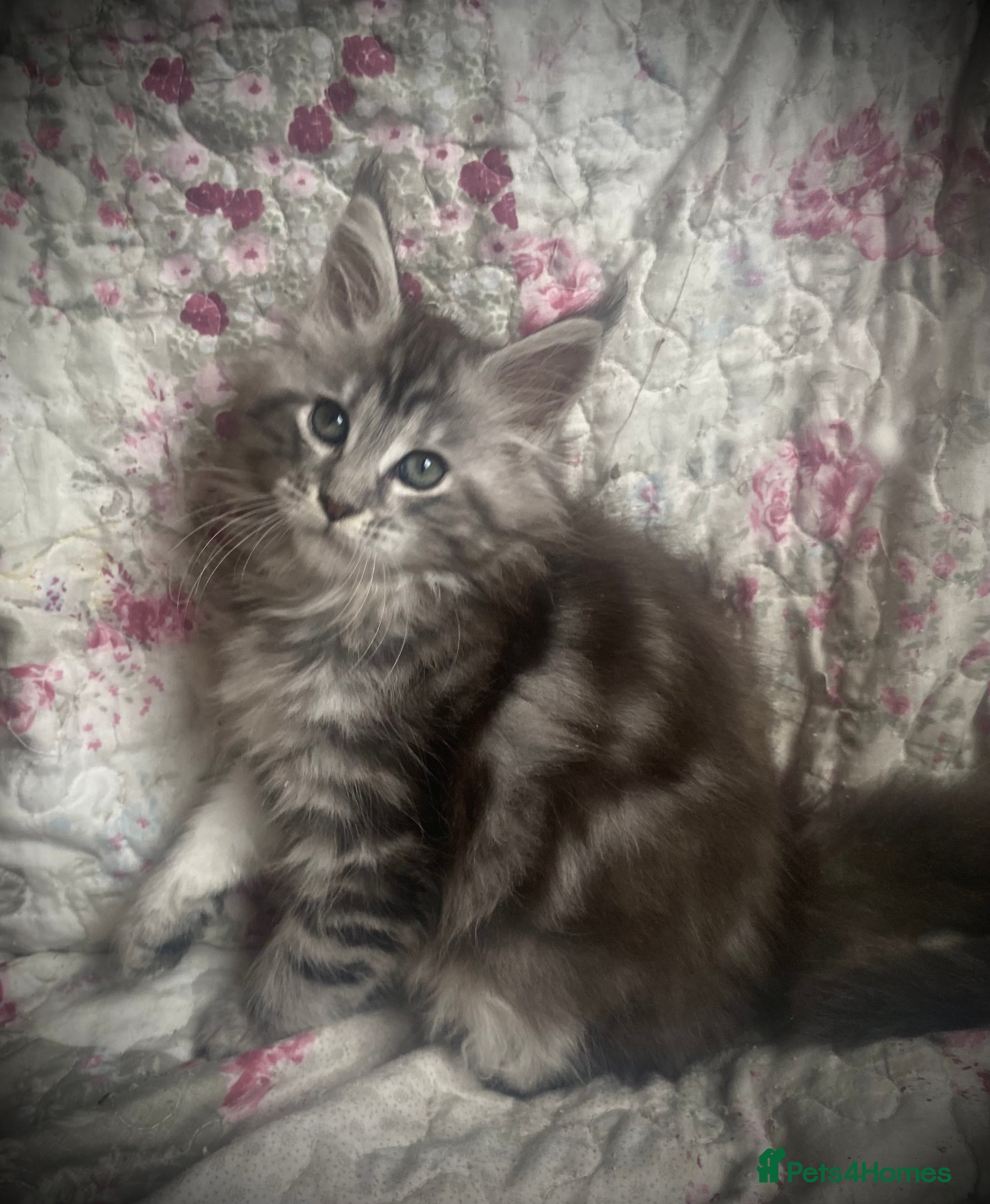 Maine Coon cats Full Maine Coon kittens Parents fully tested - Advert 5
