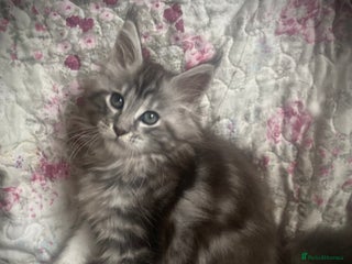 Maine Coon cats Full Maine Coon kittens Parents fully tested - Advert 5