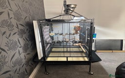 Parrots birds for sale: Large Parrot Cage - Image 8