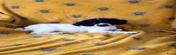 English Springer Spaniel dogs for sale: ENGLISH SPRINGER SPANIEL PUPS  - Advert 12