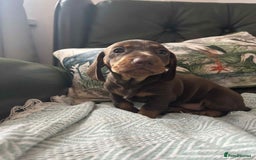 Dachshund dogs for sale: Beautiful dachshund puppies 2 girls 1 boy - Image 3