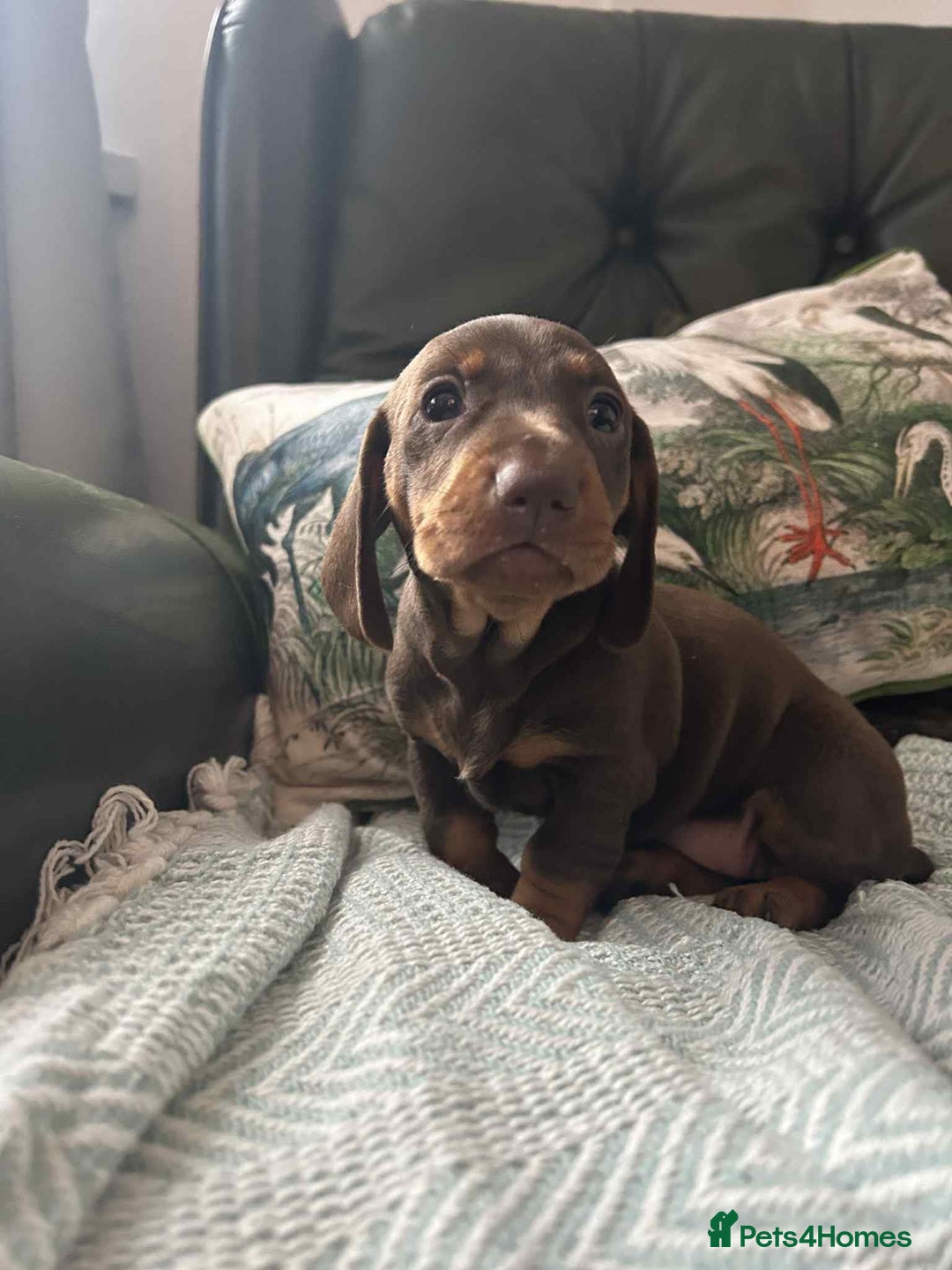 Dachshund dogs for sale: Beautiful dachshund puppies 2 girls 1 boy - Image 3