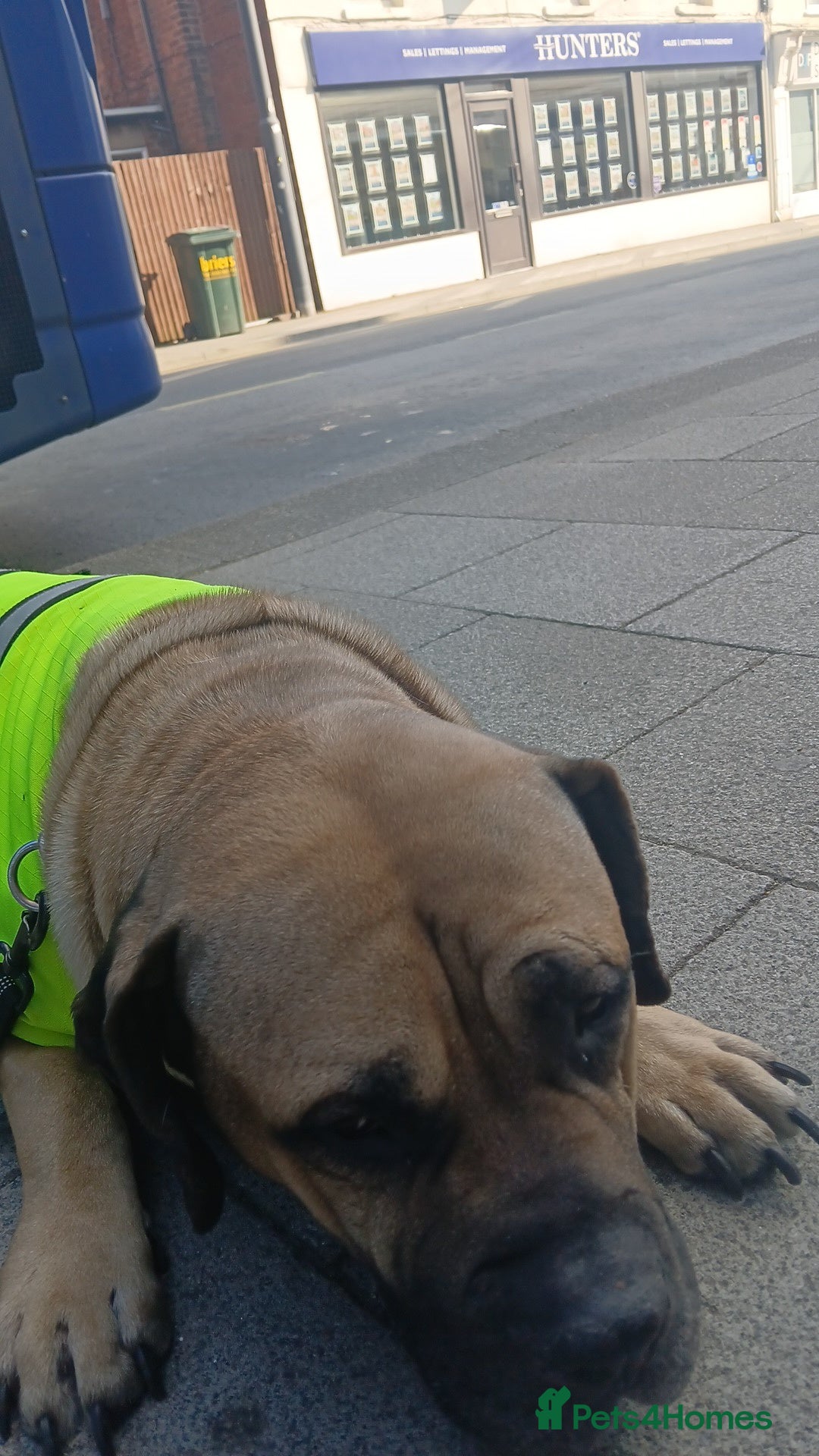 Mixed Breed dogs for sale: Looking for a new home. - Advert 8