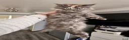 Maine Coon cats for sale: pure MAINE COONS - Advert 8