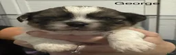 Shih Tzu dogs for sale: Shih Tzu pups - Advert 16