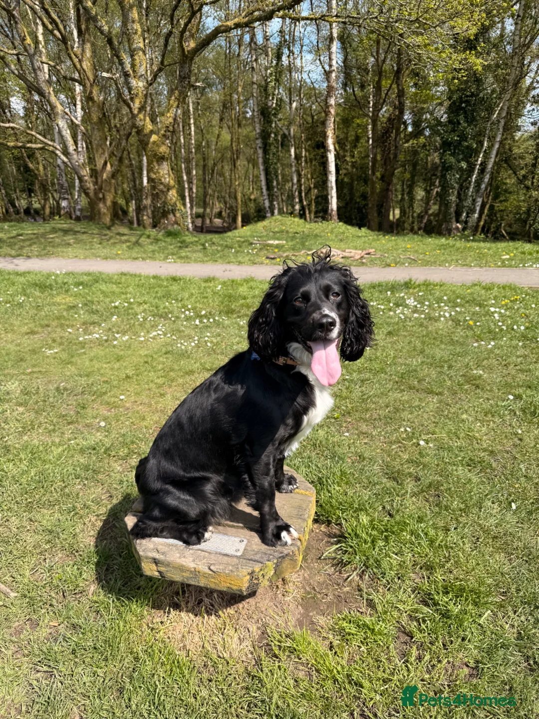 Cocker Spaniel dogs for sale: Working Type Cocker Spaniels - Advert 1