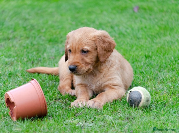 Golden Retriever dogs - Advert 3