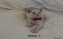 British Shorthair cats for sale: CHUNKY LILAC MALE BSH KITTEN  - Image 2