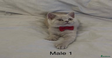 British Shorthair cats - Advert 4