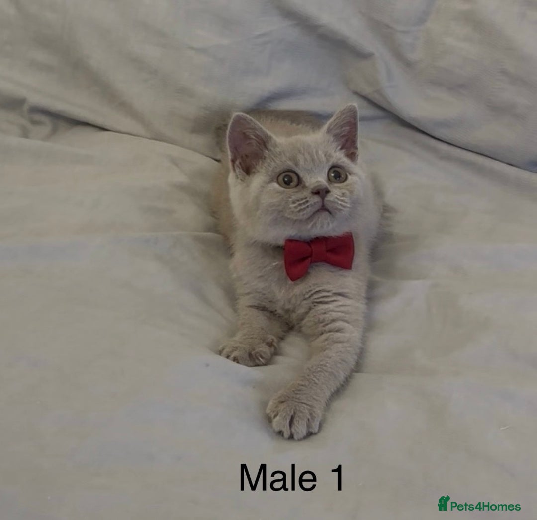 British Shorthair cats for sale: CHUNKY LILAC MALE BSH KITTEN  - Image 2
