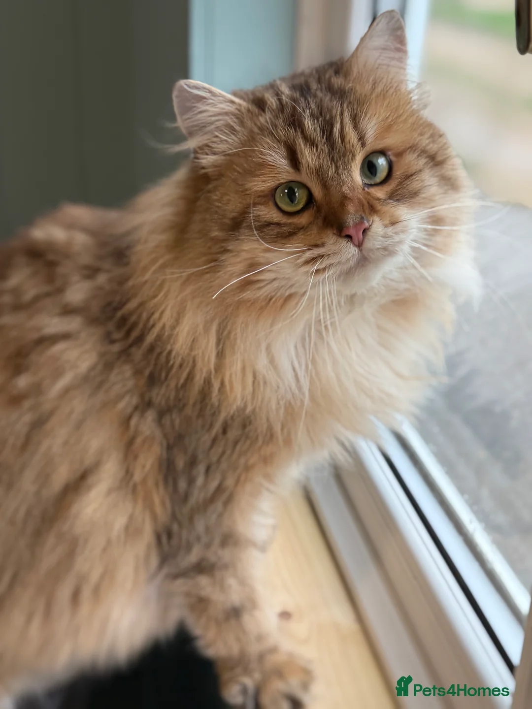 Siberian cats for sale: Traditional Siberian kittens  - Advert 5