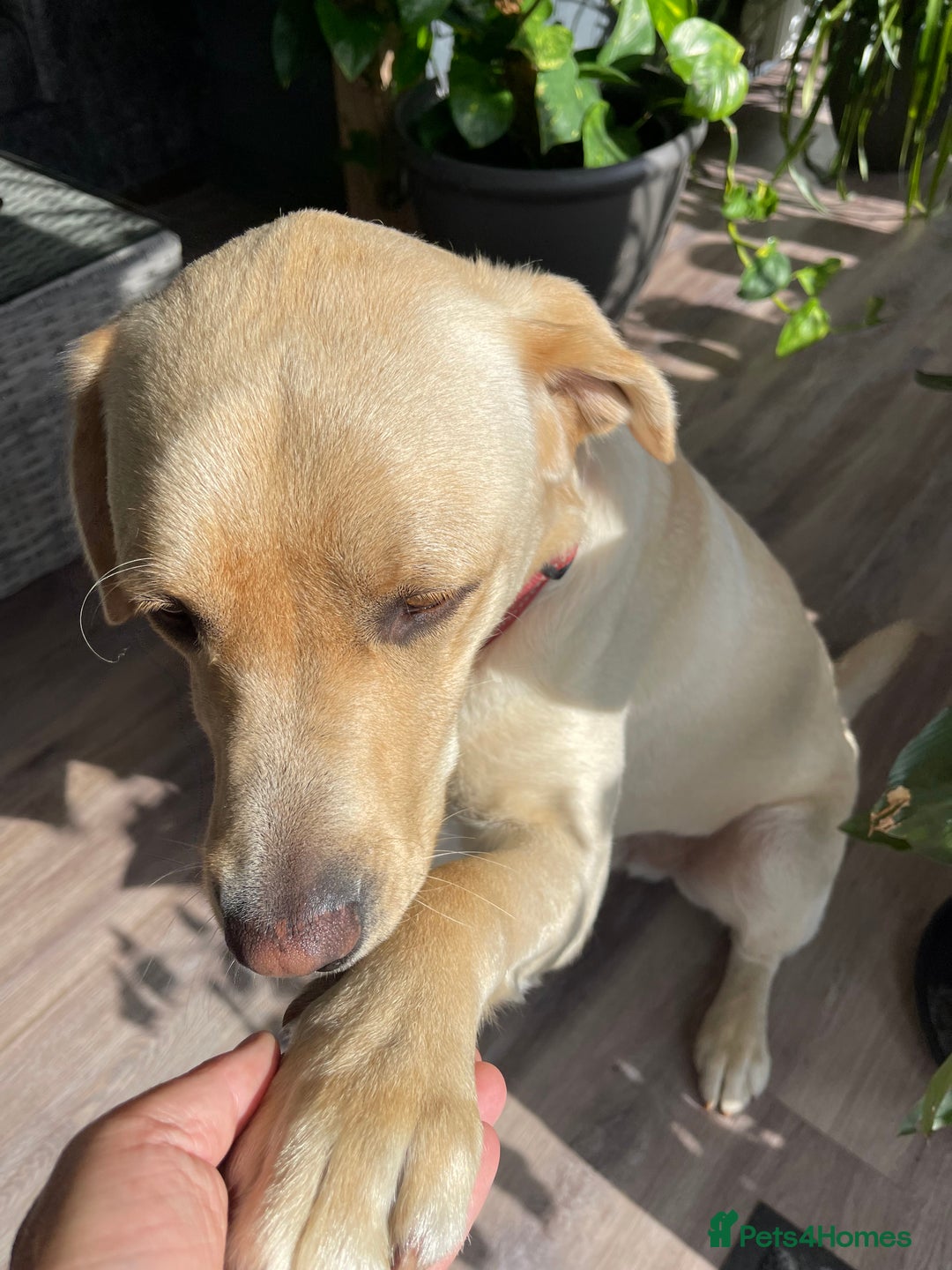 Labrador Retriever dogs for sale: A very gorgeous yellow therapy dog  - Image 4