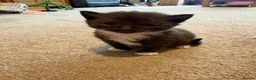 Mixed Breed cats for sale: 5 beautiful kittens  - Advert 2