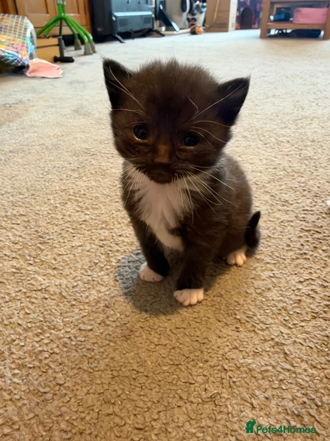 Mixed Breed cats for sale: 5 beautiful kittens  - Advert 2