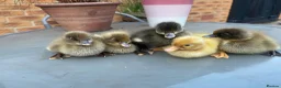 Ducks poultry for sale: Unsexed Indian Runner Ducklings + Fertile Eggs - Advert 4