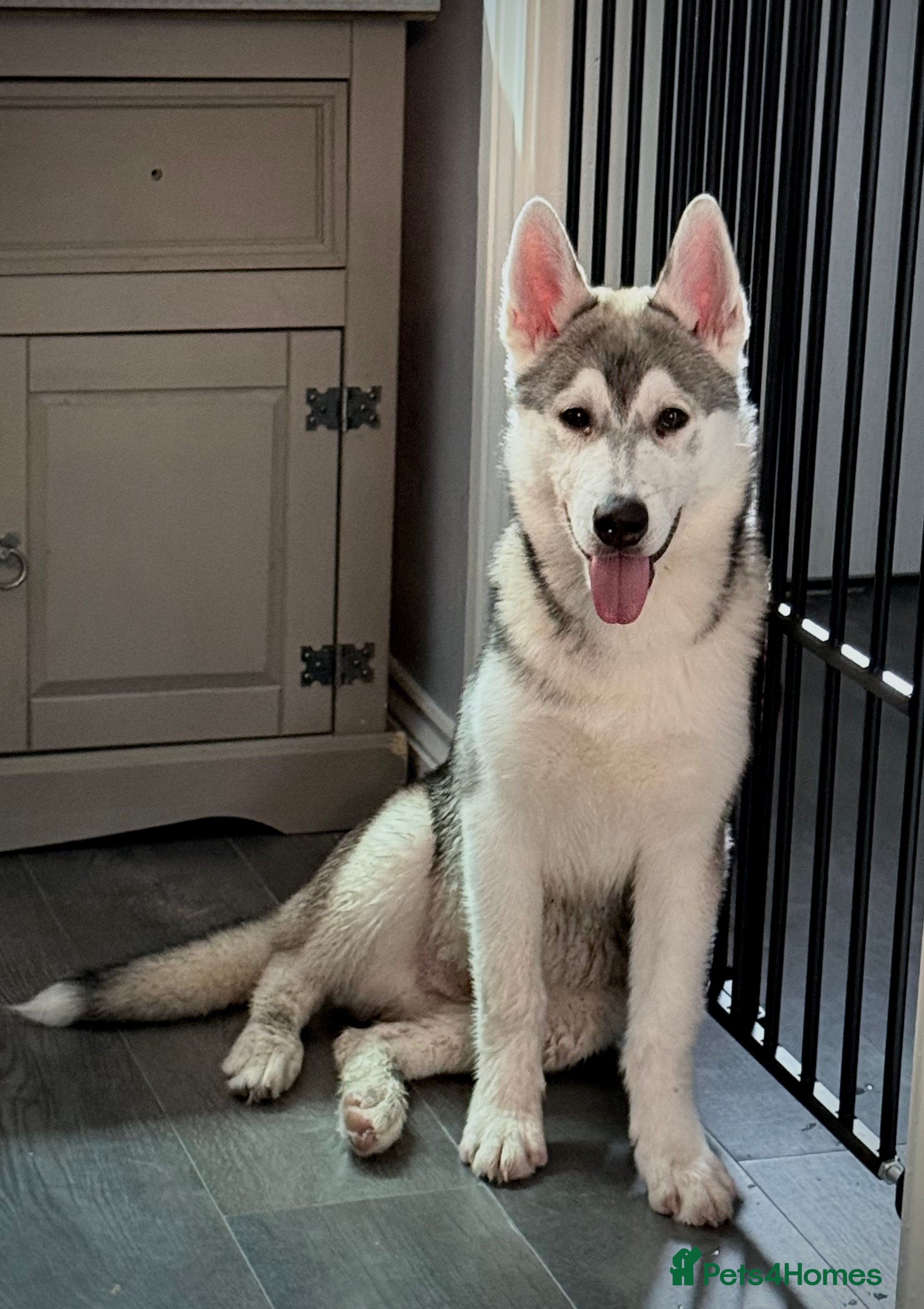 Utonagan dogs 6 month old husky x malamute - Advert 1