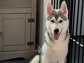 Utonagan dogs 6 month old husky x malamute - Advert 1