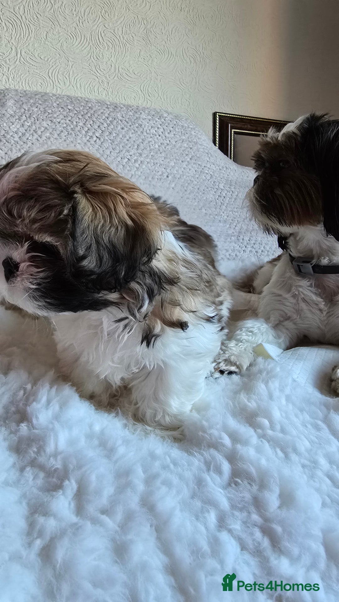 Shih Tzu dogs for sale: Two Shih Tzu female - Advert 6