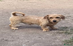 Mixed Breed dogs for sale: New Forever Home Needed For Frankie - Image 3