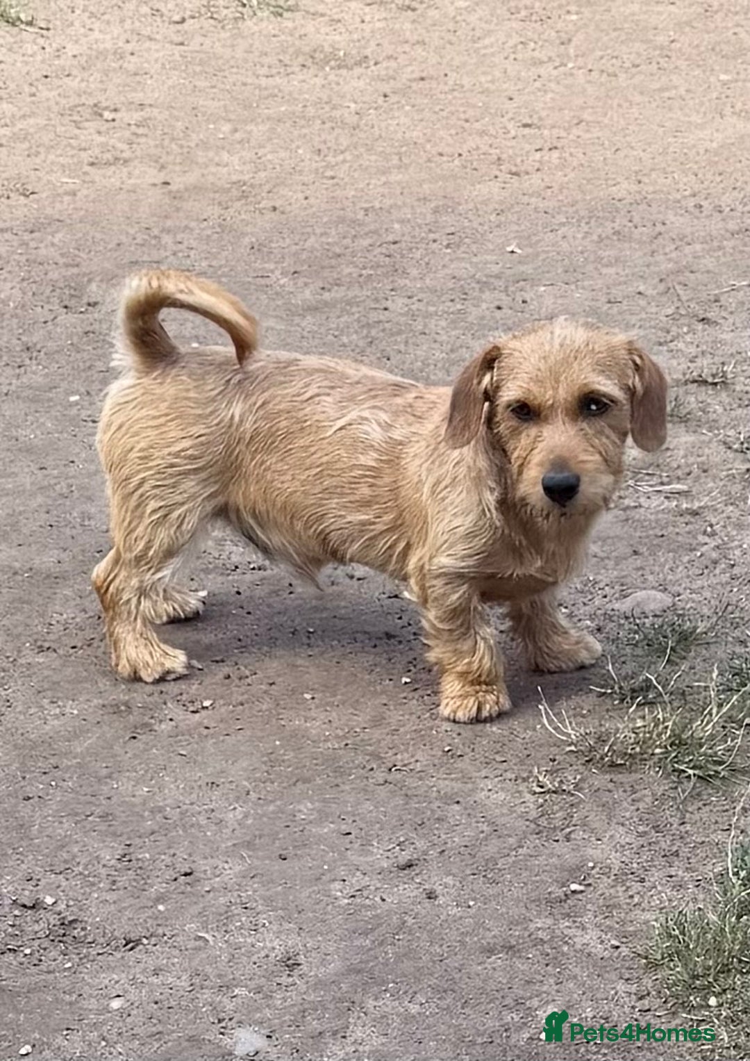 Mixed Breed dogs for sale: New Forever Home Needed For Frankie - Image 3