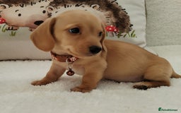 Miniature Dachshund dogs for sale: MINI DACHSHUND CREAM PRA CLEAR - Image 12