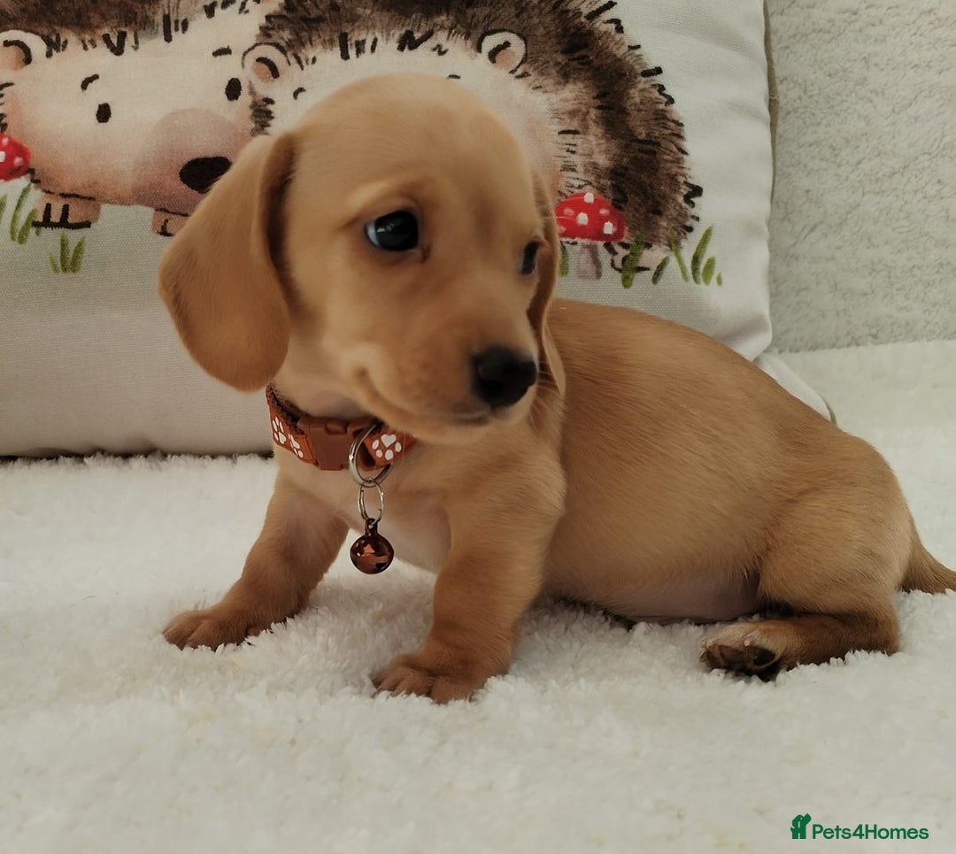 Miniature Dachshund dogs for sale: MINI DACHSHUND CREAM PRA CLEAR - Image 12