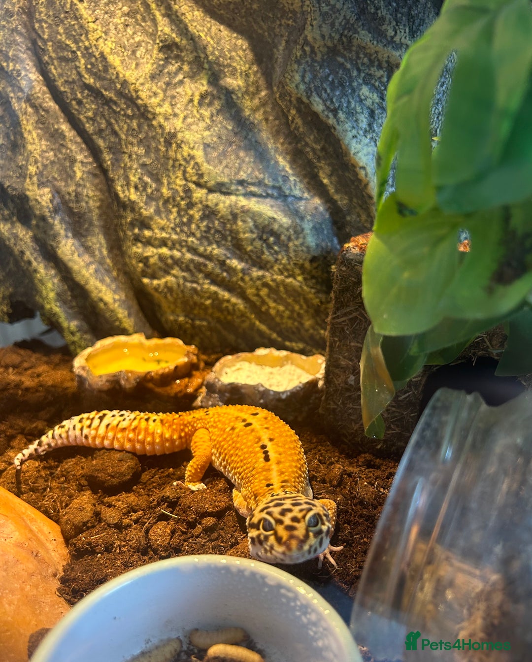 Leopard Gecko reptiles for sale: Leapord gecko, male - Image 3