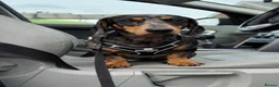 Miniature Dachshund dogs for sale:  🐾 READY NOW full panel health clear kc  - Advert 13