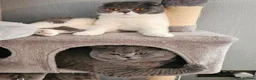 British Shorthair cats for sale: British shorthair  - Advert 1