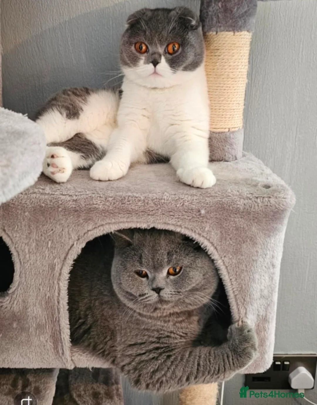 British Shorthair cats for sale: British shorthair  - Advert 1