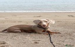 Dachshund dogs for stud: Isabella and tan dachshund for stud  - Image 5