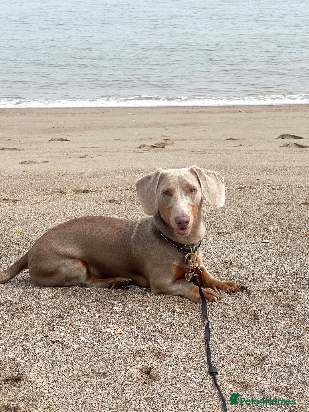 Dachshund dogs for stud: Isabella and tan dachshund for stud  - Image 5