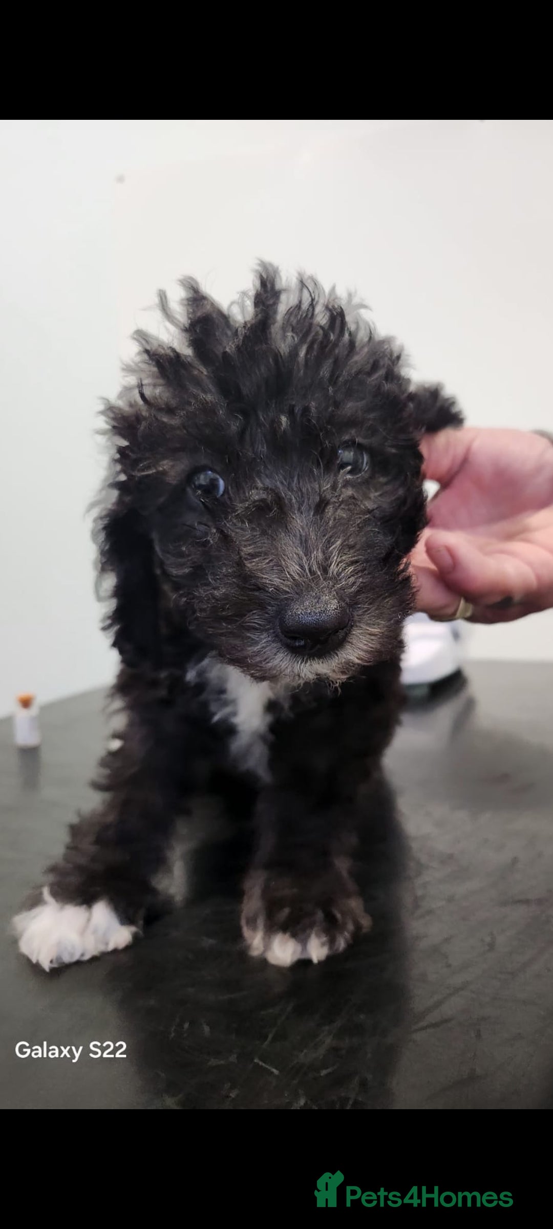 Bedlington Terrier dogs for sale: Bedlington terriers for sale  - Image 13