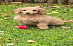 Double Doodle dogs for sale: Just two girls left. Looking for forever homes - Image 3