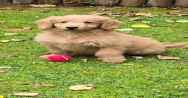 Double Doodle dogs - Advert 3