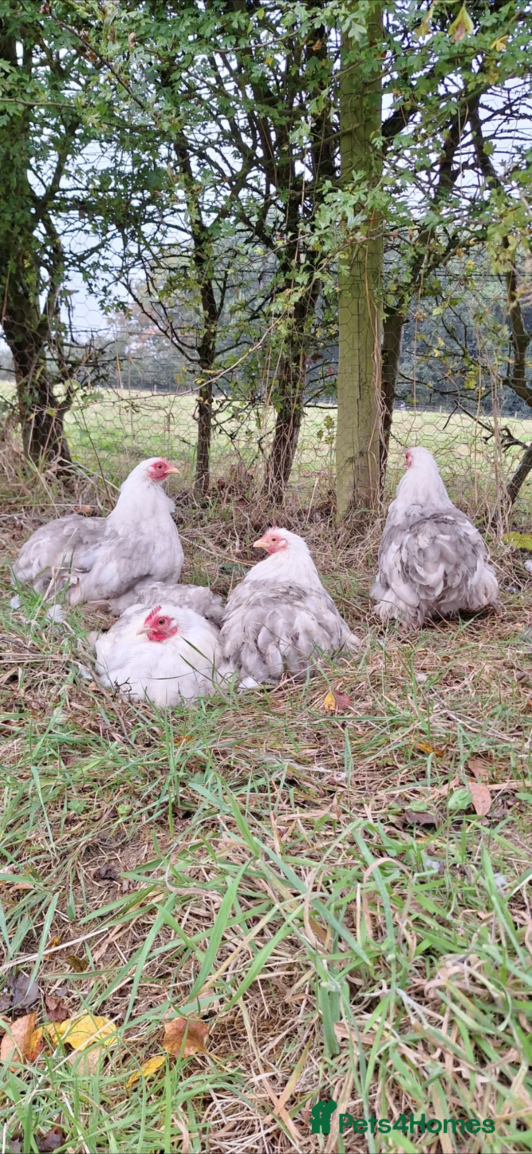 Hens poultry for sale: Pekin bantam Hatching eggs and chicks  in Ashbourne - Advert 1