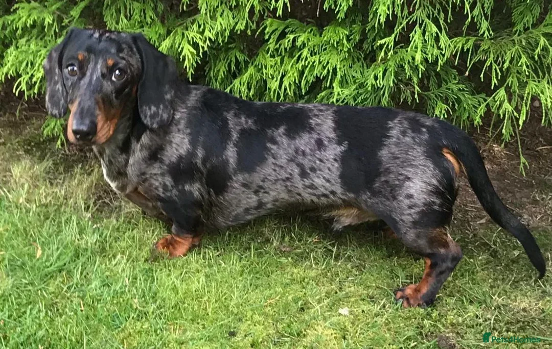 Miniature Dachshund dogs for stud: Silver dapple, Chocolate & Lilac KC Dachshund stud in Wolverhampton - Advert 5