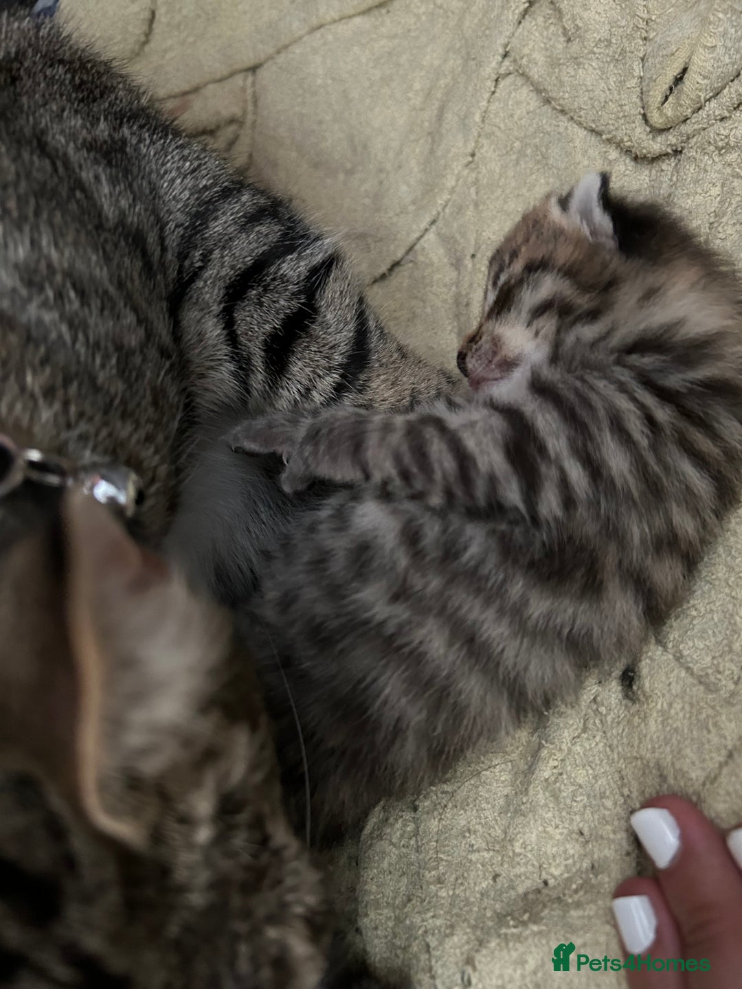 Mixed Breed cats for sale: 2 beautiful male kittens ready to go! - Image 17