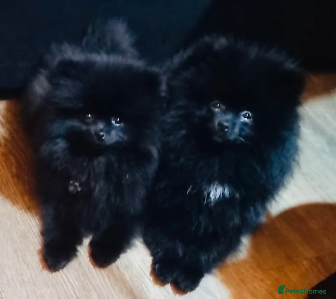 Pomeranian dogs for sale: Beautiful Black Pomeranians for Sale  - Advert 1