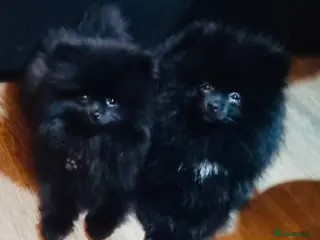 Pomeranian dogs Beautiful Black Pomeranians for Sale - Advert 1