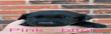 Pink - bitch