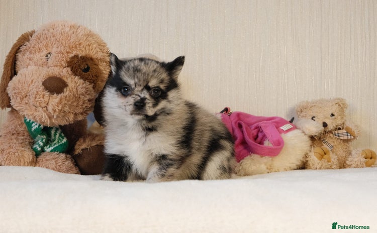 Pomsky dogs - Advert 4