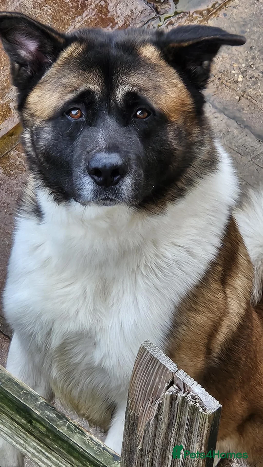 Akita dogs for sale: For sale 2 nearly 3 year old akita. - Advert 1