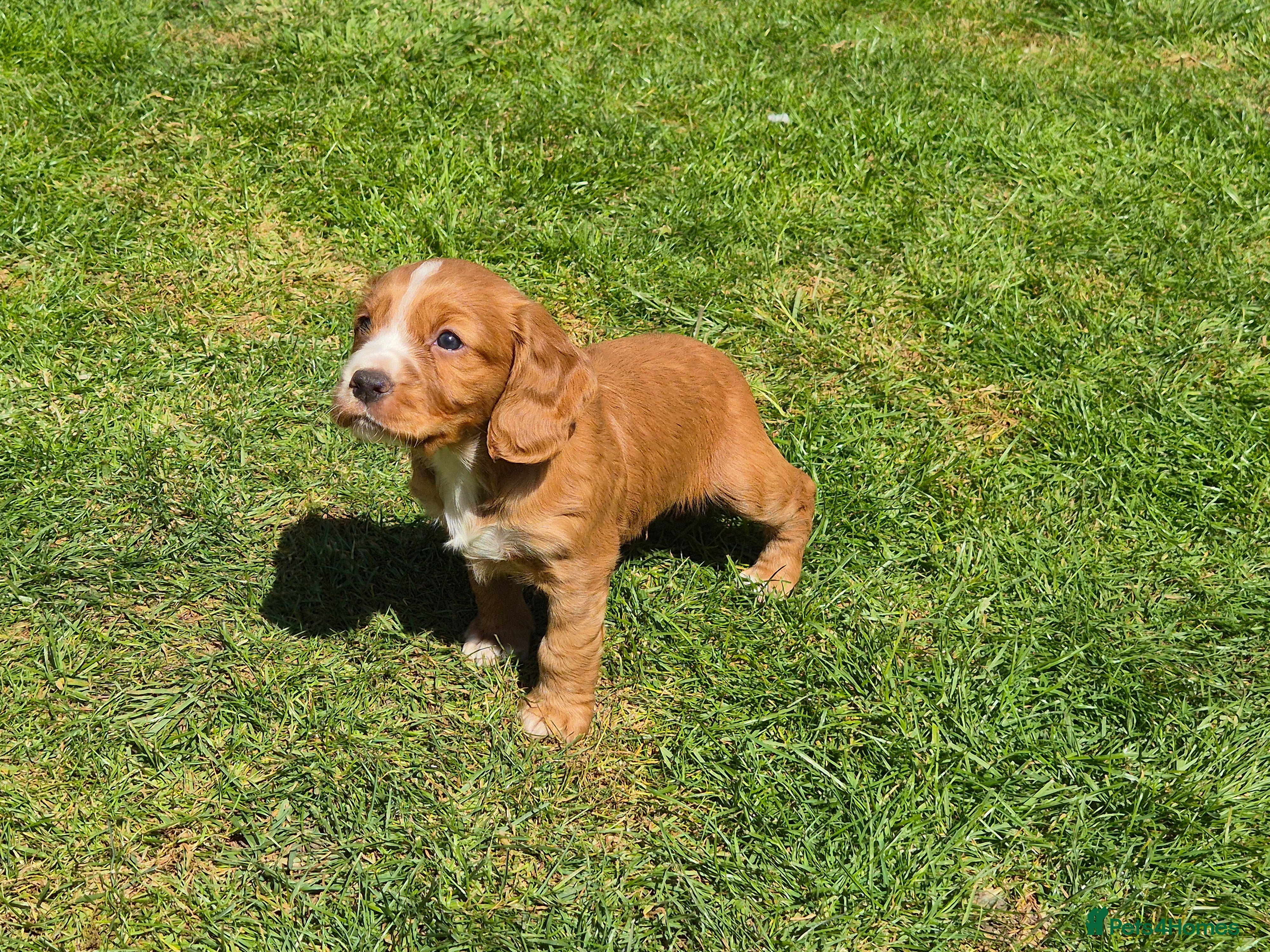 Cocker Spaniel dogs for sale: 1 beautiful black & white boy left kc registered  - Advert 25