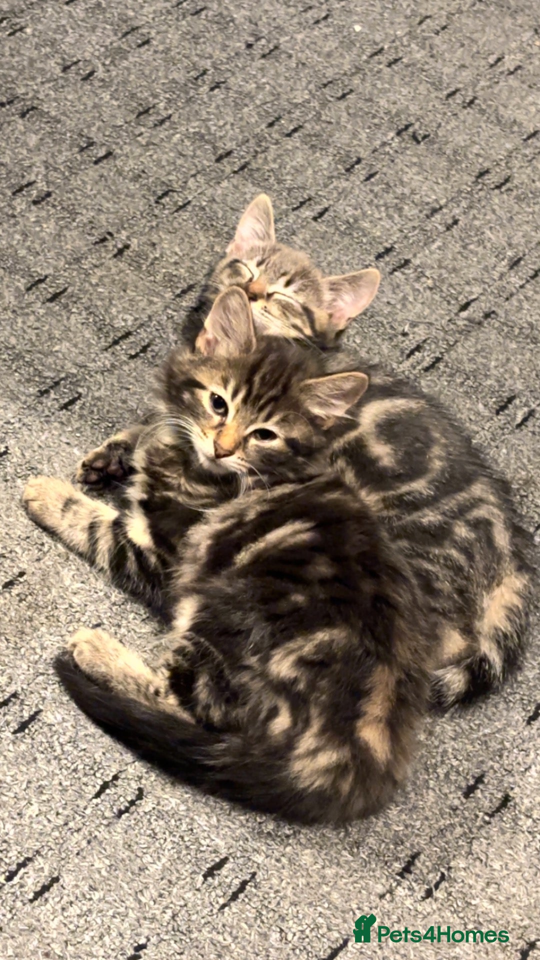 Mixed Breed cats  Cute Kittens Ready To Go 😍 - Advert 1