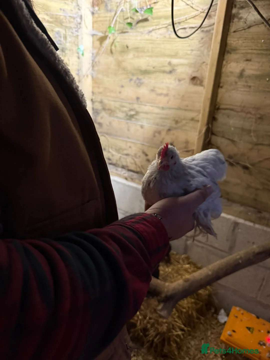 Chickens poultry for sale: Pekin bantams pol - Advert 4