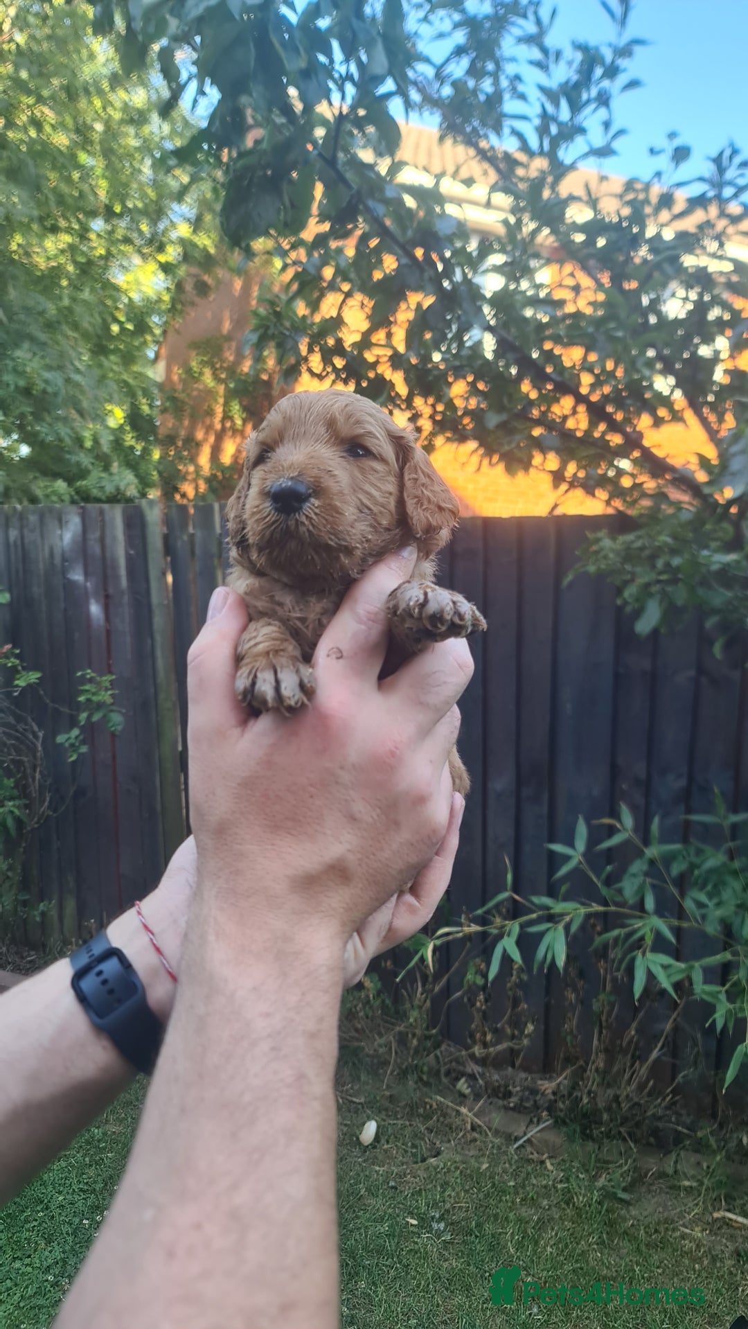Goldendoodle dogs for sale: 🐾 Adorable Standard Goldendoodle Puppies 🐾 - Image 19