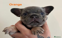 French Bulldog dogs for sale: 3 Female French bulldog puppies  - Image 18