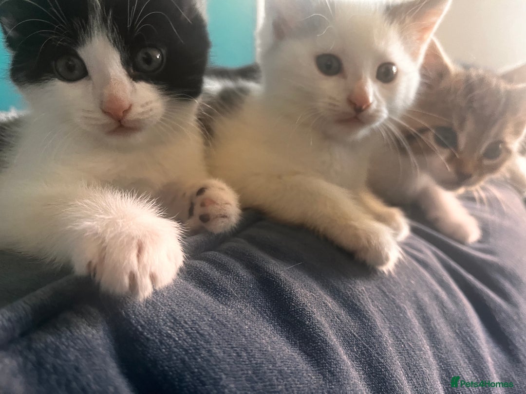 Domestic Shorthair cats for sale: 2 kittens looking for loving home  - Image 2